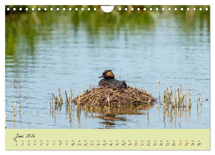 Produktbild: Brut- und Setzzeit. Neues Leben entsteht. (Wandkalender 2026 DIN A4 quer), CALVENDO Monatskalender