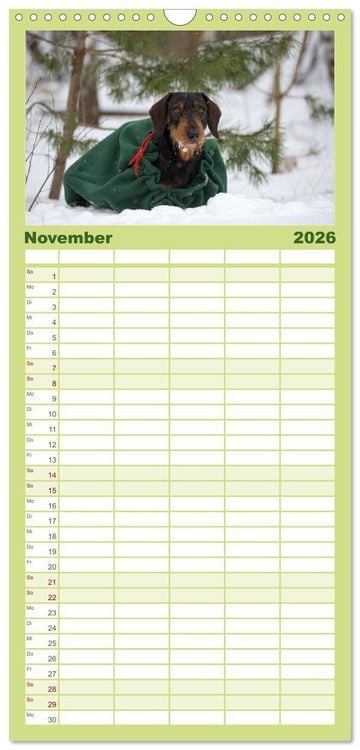 Produktbild: Familienplaner 2026 - DACKEL DACHSHUND TECKEL 2026 mit 5 Spalten (Wandkalender, 21 x 45 cm) CALVENDO