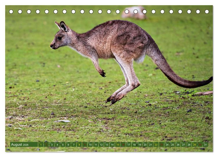 Produktbild: Big Five Australiens Buckelwal, Walhai, Orca, Quokka,K&auml;nguru (Tischkalender 2026 DIN A5 quer), CALVENDO Monatskalender