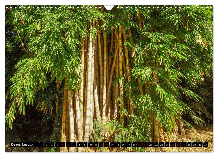 Produktbild: Botanischer Garten Palermo (Wandkalender 2026 DIN A3 quer), CALVENDO Monatskalender