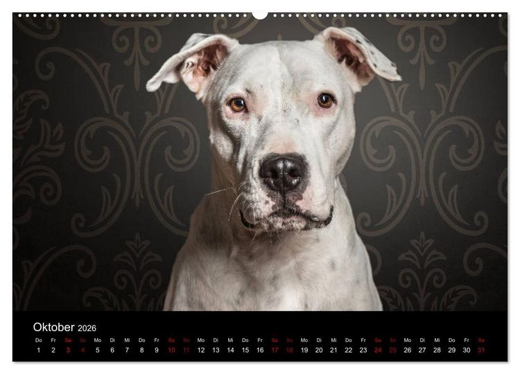 Produktbild: DOGO ARGENTINO (Wandkalender 2026 DIN A2 quer), CALVENDO Monatskalender