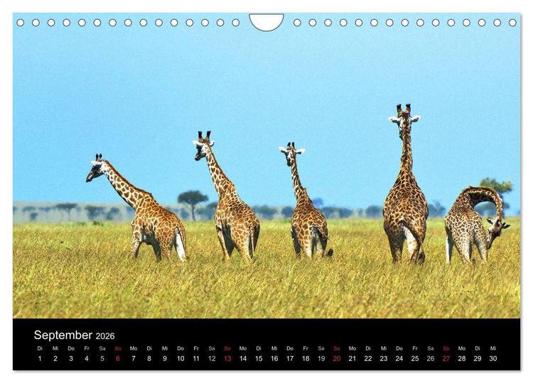 Produktbild: GIRAFFEN - Liebliche Riesen der afrikanischen Savanne (Wandkalender 2026 DIN A4 quer), CALVENDO Monatskalender