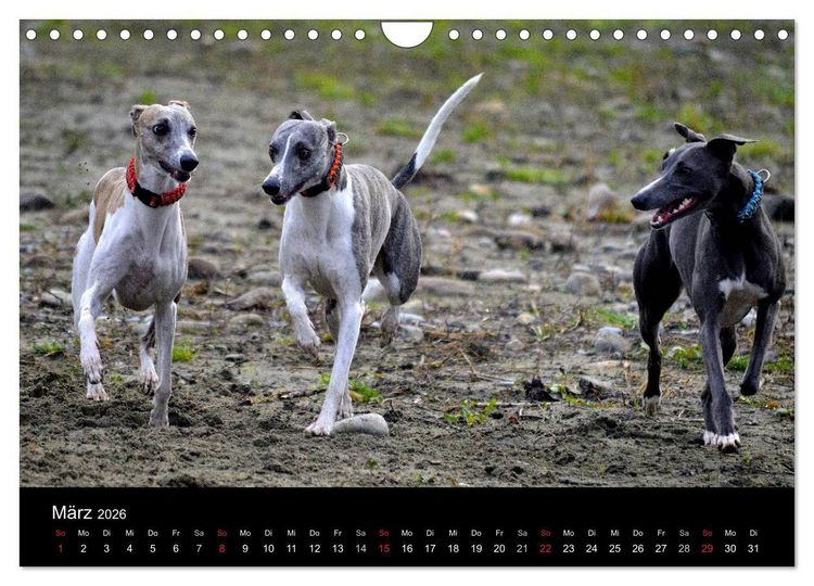 Produktbild: Whippets in Aktion (Wandkalender 2026 DIN A4 quer), CALVENDO Monatskalender