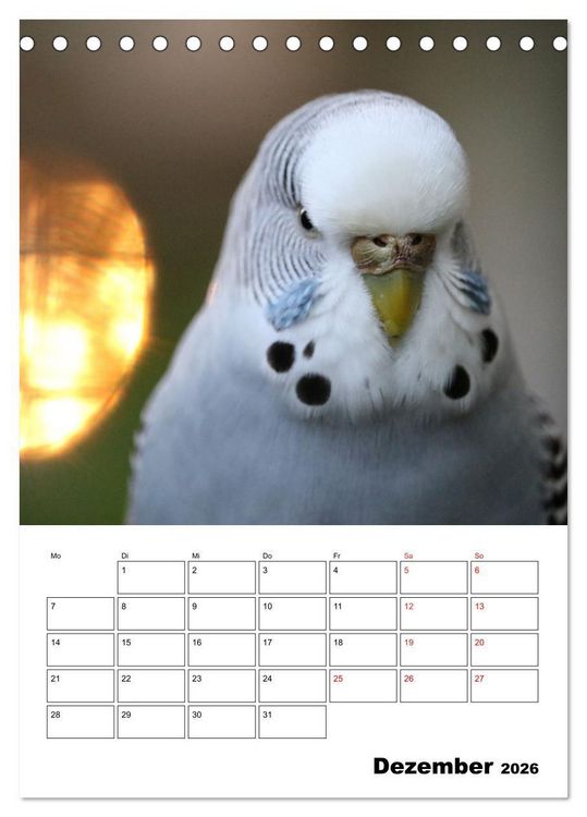 Produktbild: Wellensittichkalender Jubil&auml;umsedition - 10 Jahre Wellensittichkalender! (Tischkalender 2026 DIN A5 hoch), CALVENDO Monatskalender