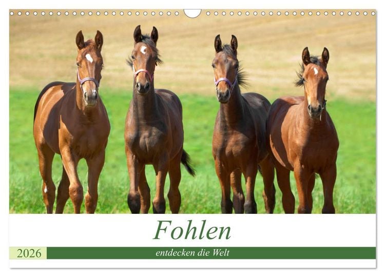 Produktbild: Fohlen entdecken die Welt (Wandkalender 2026 DIN A3 quer), CALVENDO Monatskalender