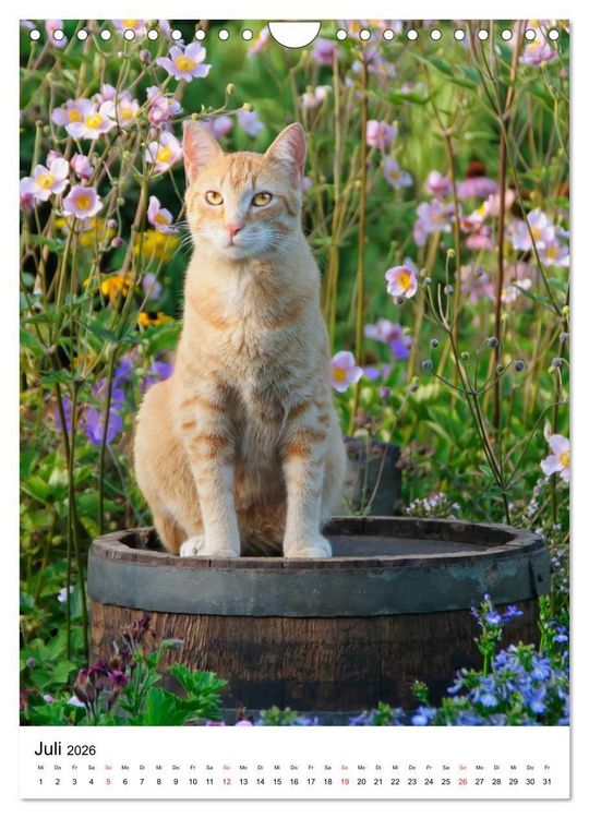 Produktbild: COUNTRY CATS (Wandkalender 2026 DIN A4 hoch), CALVENDO Monatskalender