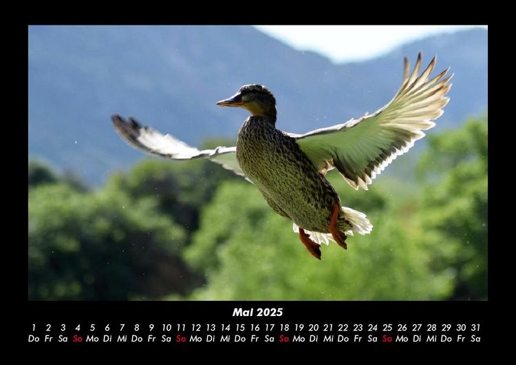 Produktbild: V&ouml;gel 2025 Fotokalender DIN A3