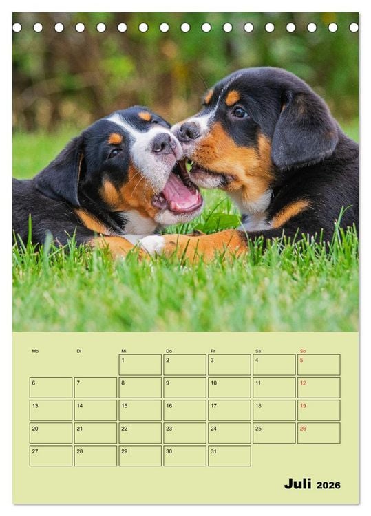 Produktbild: Familienplaner Gro&szlig;er Schweizer Sennenhund (Tischkalender 2026 DIN A5 hoch), CALVENDO Monatskalender