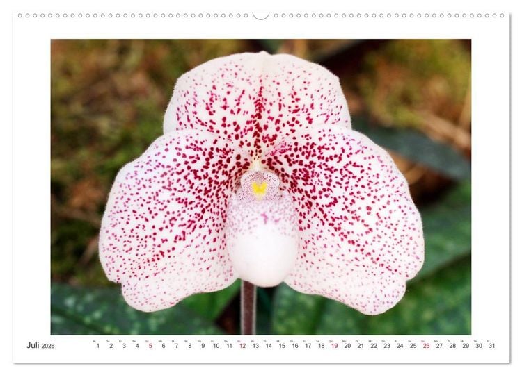 Produktbild: Orchideen Feuerwerk der Farben (hochwertiger Premium Wandkalender 2026 DIN A2 quer), Kunstdruck in Hochglanz