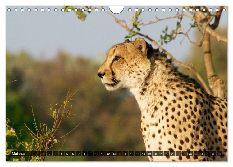 Produktbild: Raubkatzen. Wild, sch&ouml;n und kraftvoll (Wandkalender 2026 DIN A4 quer), CALVENDO Monatskalender