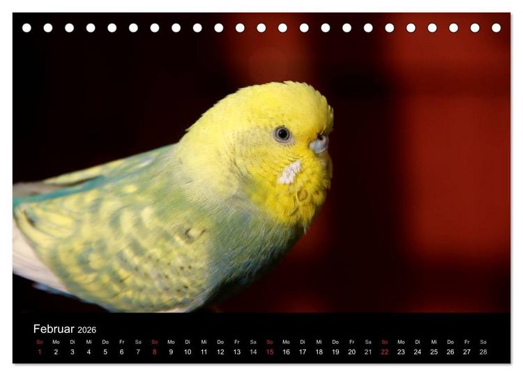 Produktbild: Wellensittiche - Naturkalender (Tischkalender 2026 DIN A5 quer), CALVENDO Monatskalender