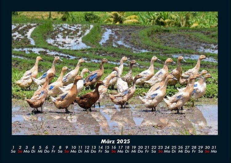 Produktbild: Enten 2025 Fotokalender DIN A4