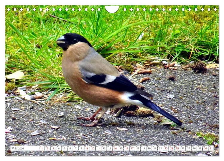 Produktbild: Herr und Frau Gimpel - Stammg&auml;ste im Garten (Wandkalender 2026 DIN A4 quer), CALVENDO Monatskalender