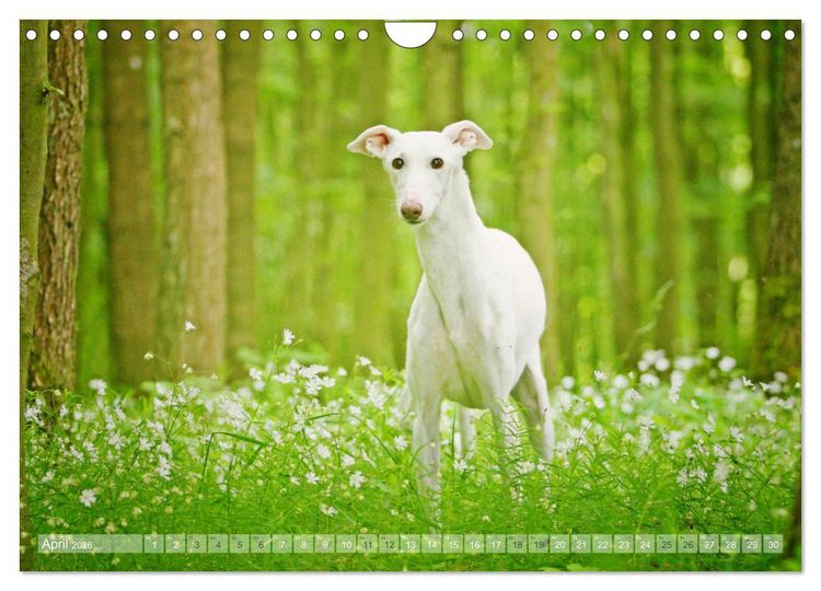 Produktbild: Zauberhafte Windhunde (Wandkalender 2026 DIN A4 quer), CALVENDO Monatskalender