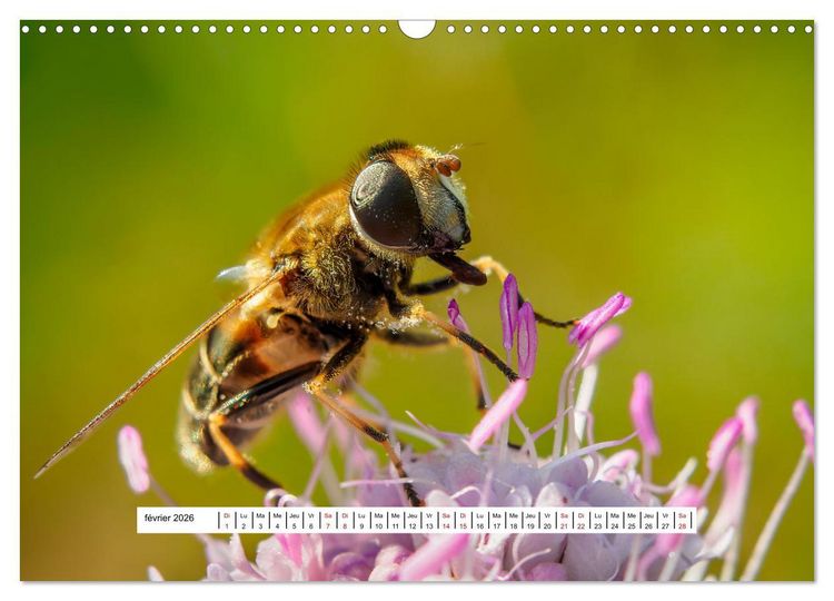 Produktbild: La vie de nos prairies - Les dipt&egrave;res (Calendrier mural 2026 DIN A3 vertical), CALVENDO calendrier mensuel