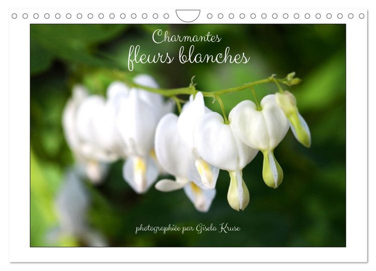 Produktbild: Charmantes fleurs blanches (Calendrier mural 2026 DIN A4 vertical), CALVENDO calendrier mensuel