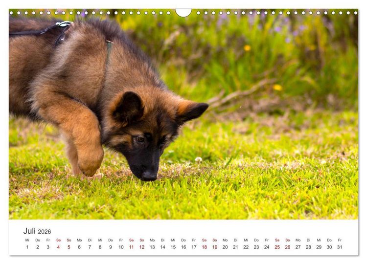 Produktbild: Sch&auml;ferhunde - Die gutm&uuml;tigen Wegbegleiter. (Wandkalender 2026 DIN A3 quer), CALVENDO Monatskalender