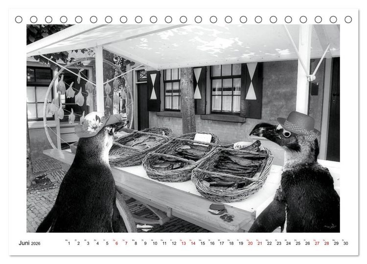 Produktbild: Pinguine privat (Tischkalender 2026 DIN A5 quer), CALVENDO Monatskalender