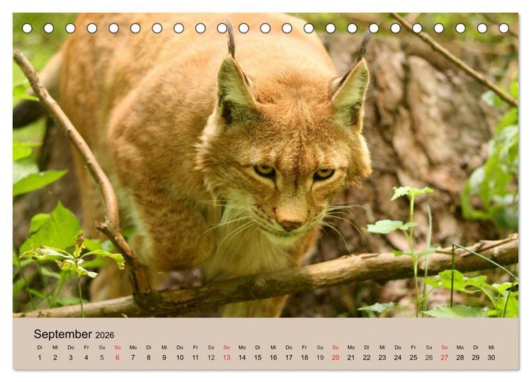 Produktbild: Der Luchs. Pinselohren und Bernsteinaugen (Tischkalender 2026 DIN A5 quer), CALVENDO Monatskalender
