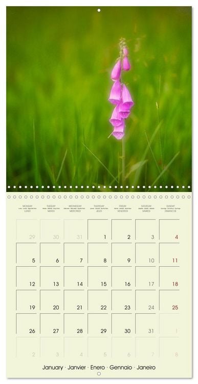 Produktbild: Flowers from dreamland (Wall Calendar 2026 12 &times; 12 Inch) CALVENDO 12 Month Wall Calendar