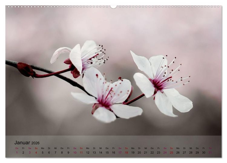 Produktbild: Bl&uuml;tenrausch - Mit Fr&uuml;hlingsgef&uuml;hlen durchs ganze Jahr (Wandkalender 2026 DIN A2 quer), CALVENDO Monatskalender