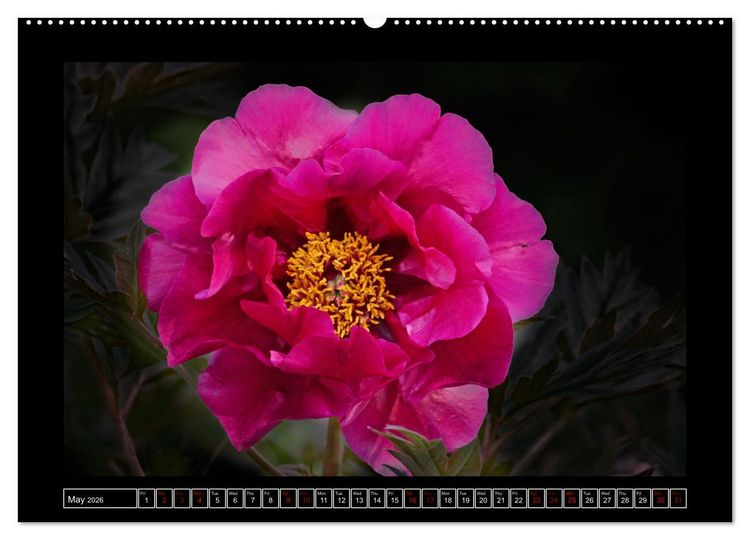 Produktbild: Mysterious plant portraits (High Quality Premium Wall Calendar 2026 DIN A2 landscape),CALVENDO 12 Month Wall Calendar
