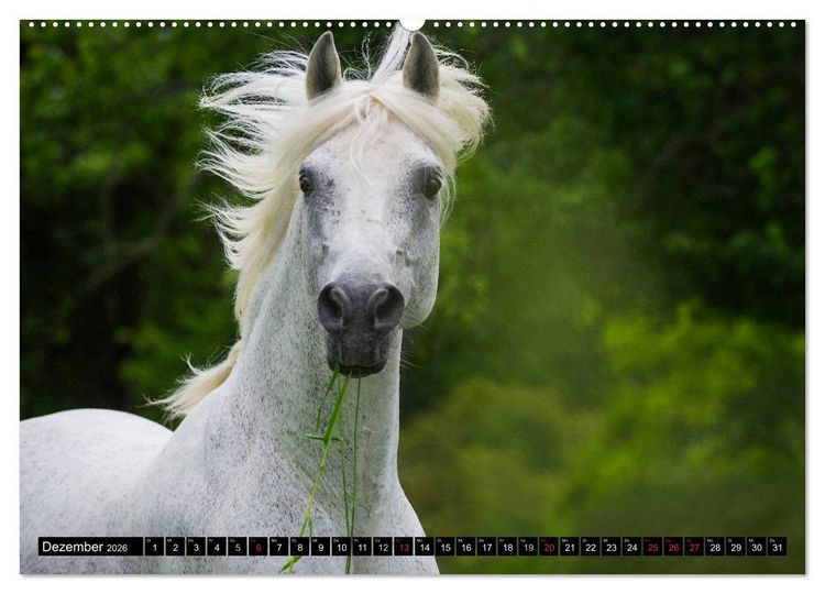 Produktbild: Traumpferd Lipizzaner (hochwertiger Premium Wandkalender 2026 DIN A2 quer), Kunstdruck in Hochglanz