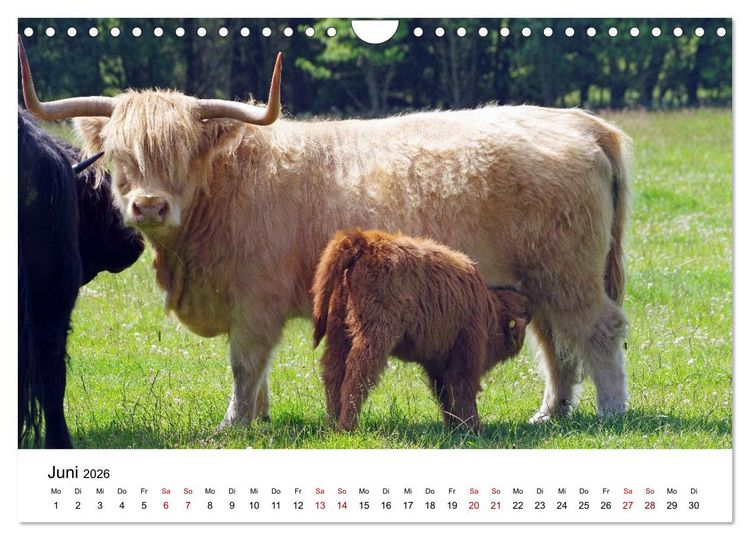 Produktbild: Von Cornwall nach Schottland (Wandkalender 2026 DIN A4 quer), CALVENDO Monatskalender