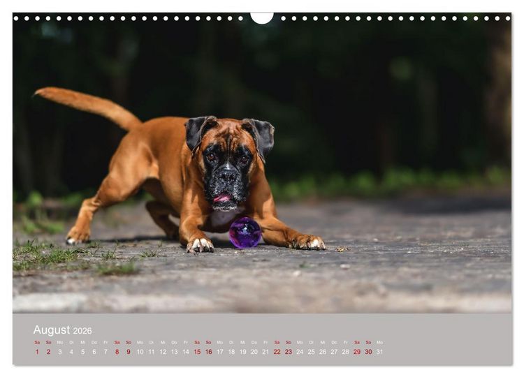 Produktbild: Fantastische Boxer - Sieger der Herzen (Wandkalender 2026 DIN A3 quer), CALVENDO Monatskalender
