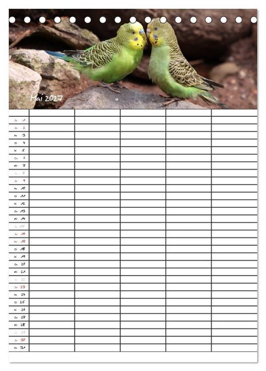 Produktbild: Wellensittiche (Tischkalender 2027 DIN A5 hoch), CALVENDO Monatskalender