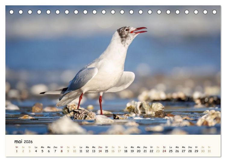 Produktbild: Chuchotements d'ailes - Une ann&eacute;e dans l'intimit&eacute; des oiseaux (Calendrier de bureau 2026 DIN A5 vertical), CALVENDO calendrier mensuel