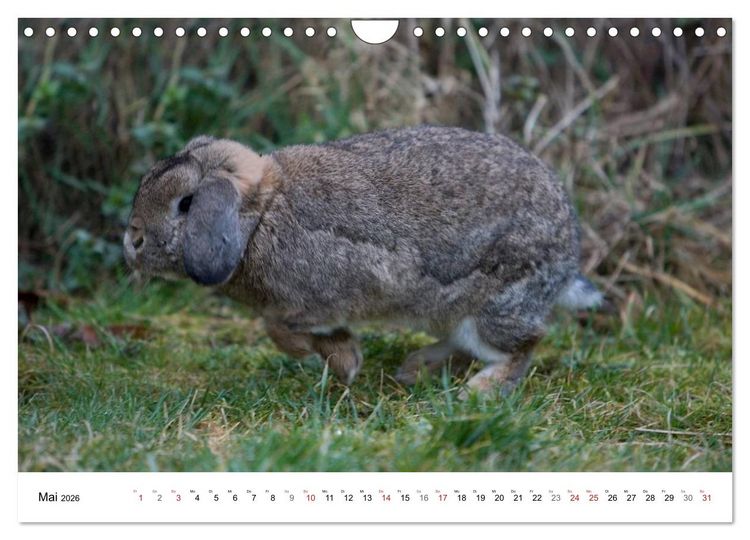 Produktbild: Kaninchen - knuddelige Hausgenossen (Wandkalender 2026 DIN A4 quer), CALVENDO Monatskalender