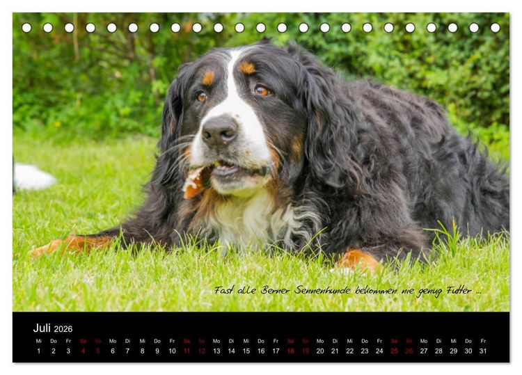 Produktbild: So ist er. Der Berner Sennenhund (Tischkalender 2026 DIN A5 quer), CALVENDO Monatskalender