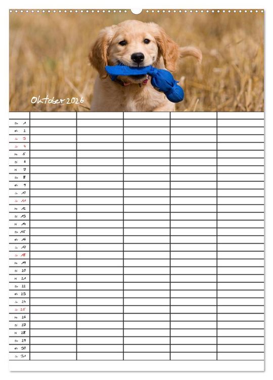 Produktbild: Familienplaner: Golden Retriever Welpen (Wandkalender 2026 DIN A2 hoch), CALVENDO Monatskalender