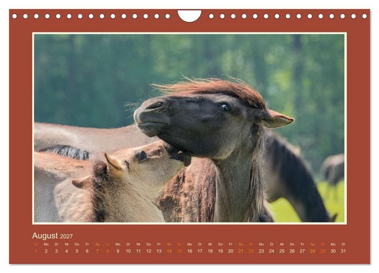 Produktbild: Die letzten Wilden - freilebende Pferde in D&uuml;lmen (Wandkalender 2027 DIN A4 quer), CALVENDO Monatskalender