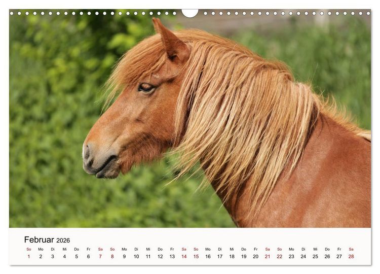 Produktbild: Isl&auml;nder - icelandic horses (Wandkalender 2026 DIN A3 quer), CALVENDO Monatskalender
