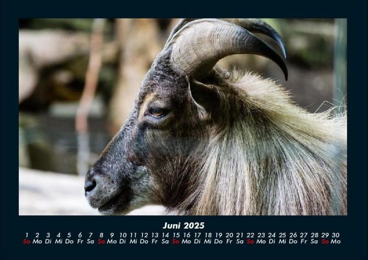 Produktbild: Der Tierkalender 2025 Fotokalender DIN A4
