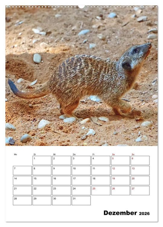Produktbild: Niedliche Erdm&auml;nnchen (Wandkalender 2026 DIN A2 hoch), CALVENDO Monatskalender