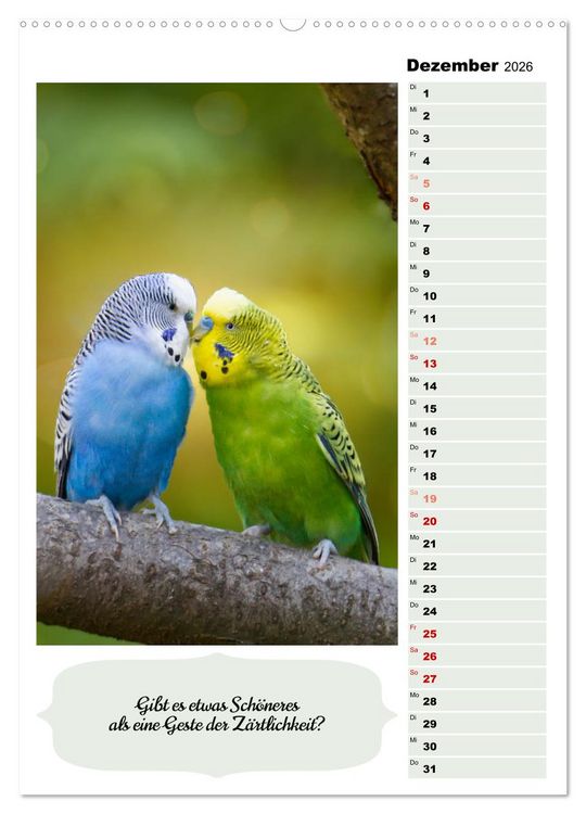 Produktbild: Niedliche Wellensittiche (Wandkalender 2026 DIN A2 hoch), CALVENDO Monatskalender