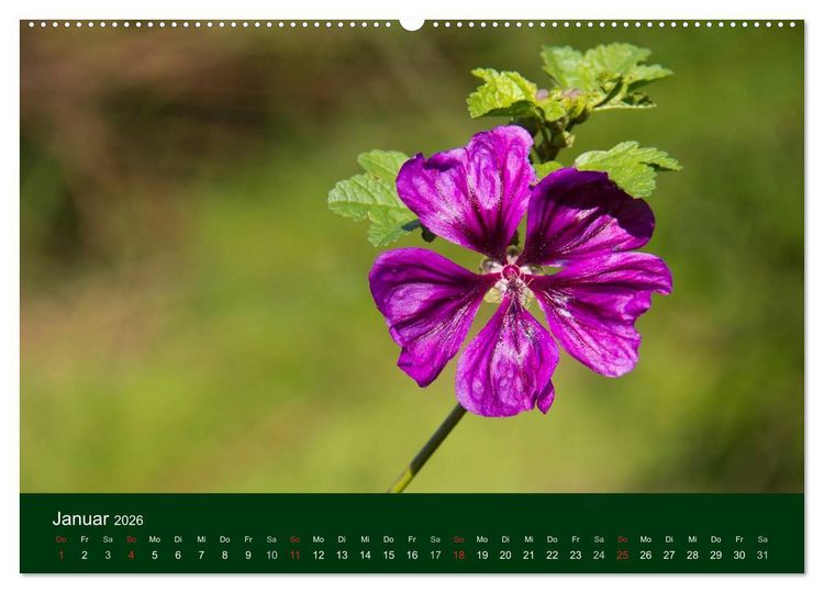 Produktbild: Blumen und Bl&uuml;ten (hochwertiger Premium Wandkalender 2026 DIN A2 quer), Kunstdruck in Hochglanz