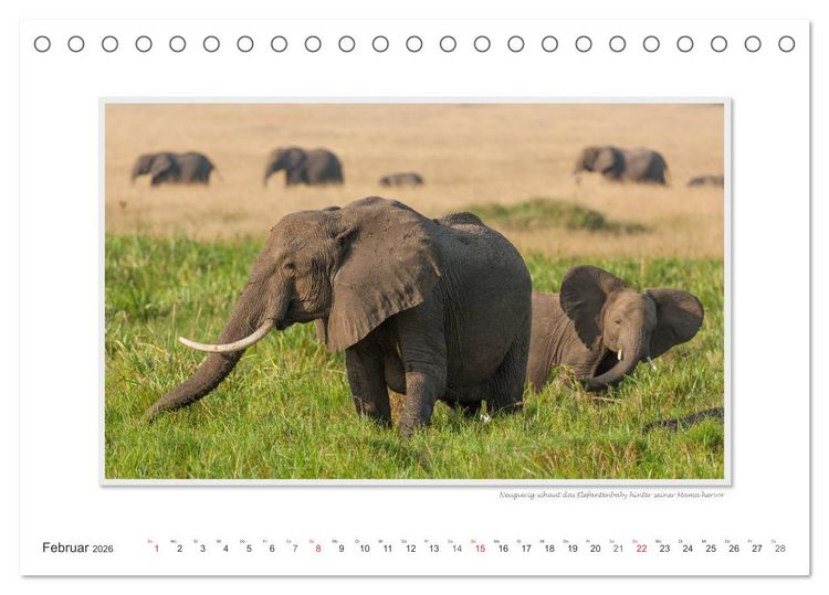 Produktbild: Emotionale Momente: Aus dem Leben der Elefanten. / CH-Version (Tischkalender 2026 DIN A5 quer), CALVENDO Monatskalender