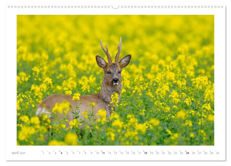 Produktbild: Un an avec des chevreuils (Calendrier mural haut de gamme 2027 DIN A2 vertical), CALVENDO calendrier mensuel
