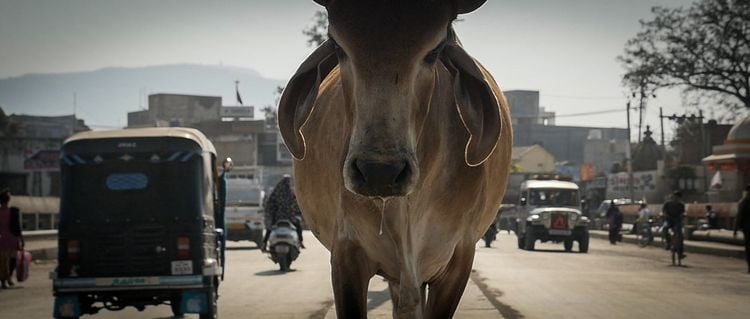 Produktbild: The End of Meat - Eine Welt ohne Fleisch + Bonus: Kurzdoku 'A Future Imperative' (ca. 30 Min; deutsche und englische Untertitel)