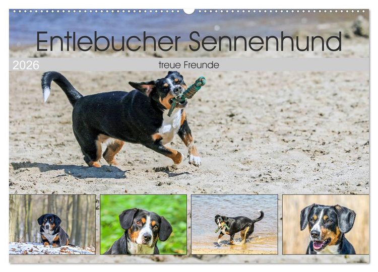 Produktbild: Entlebucher Sennenhund - treue Freunde (Wandkalender 2026 DIN A2 quer), CALVENDO Monatskalender