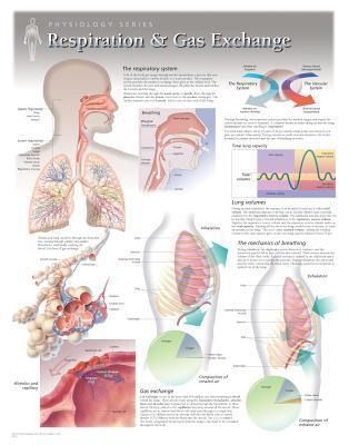Produktbild: Respiration & Gas Exchange Wal