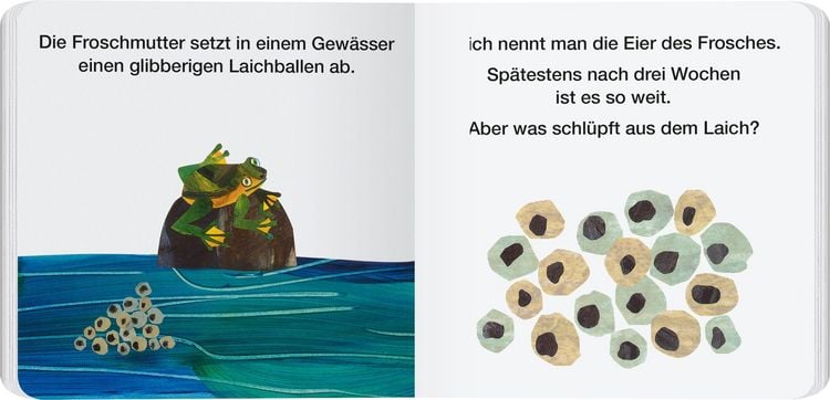 Produktbild: Von der Kaulquappe zum Frosch