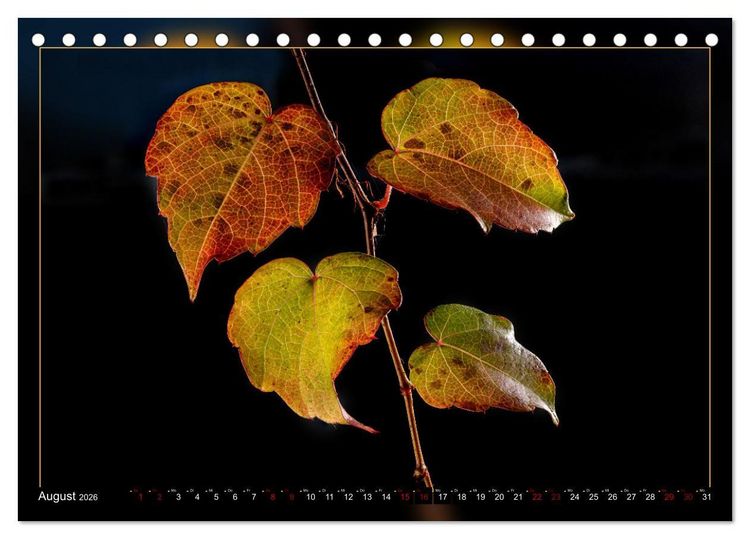 Produktbild: Blattkunstwerke (Tischkalender 2026 DIN A5 quer), CALVENDO Monatskalender