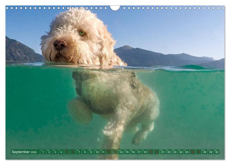 Produktbild: Lagotto Romagnolo Splash Edition (Wall Calendar 2026 DIN A3 landscape), CALVENDO 12 Month Wall Calendar