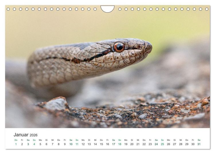 Produktbild: Schlangen - Portraits europ&auml;ischer Arten (Wandkalender 2026 DIN A4 quer), CALVENDO Monatskalender