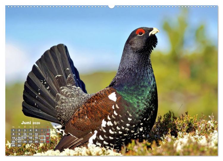 Produktbild: Stark wie der Auerhahn (hochwertiger Premium Wandkalender 2026 DIN A2 quer), Kunstdruck in Hochglanz